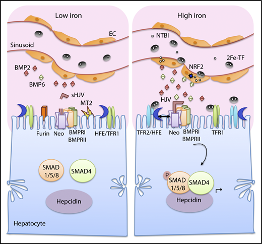 Figure 2. Current model of iron sensing in the liver to regulate hepcidin production. Both tissue iron and plasma iron levels are sensed by the liver to regulate hepcidin production. Iron loading increases transferrin-bound iron (2Fe-TF) and non–transferrin-bound iron (NTBI) in the circulation (right). Iron is taken up by liver endothelial cells (ECs), which play an important role in sensing tissue iron levels. Iron loading in ECs increase BMP6 and, to a lesser extent, BMP2 expression. BMP6 is partially regulated by nuclear factor (erythroid-derived 2)-like 2 (NRF2), which is activated by iron-induced reactive oxygen species. The increased BMP2 and BMP6 bind to HJV on the hepatocyte membrane and facilitate the formation of a signaling complex consisting of BMP type I and type II receptors (BMPR1 and BMPRII). Neogenin (Neo), a scaffold protein binding to HJV, assists with the signaling complex formation and localization. The signaling complex phosphorylates SMAD1/5/8, which binds to SMAD4 and translocates to the nucleus to induce hepcidin (Hamp) transcription. Plasma iron loading is also sensed directly by hepatocytes, where 2Fe-TF binds to TFR1 and TFR2 on the hepatocyte membrane, favoring the displacement of HFE from TFR1 and the interaction between HFE and TFR2. Both HFE and TFR2 stimulate hepcidin expression via a functional interaction with the SMAD pathway, possibly by forming a complex with HJV and stabilizing BMP type I receptor ALK3. Under low-iron conditions, BMP2 and BMP6 ligand production is reduced in ECs (left). HFE binds to TFR1, whose expression levels increase, whereas TFR2 levels decrease. Iron deficiency also increases TMPRSS6/matriptase-2 (MT2) and furin, which cleave membrane HJV to generate soluble HJV (sHJV). Suppression of BMP expression, HJV cleavage from the membrane, sequestration of HFE with TFR1, and reduced TFR2 expression all diminish BMP-SMAD signaling, thus suppressing hepcidin expression.