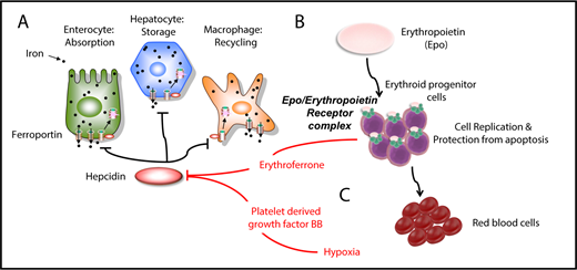 Figure 1. Iron metabolism and erythropoiesis. (A) Hepcidin is a master regulator of iron metabolism. It is produced in the liver in response to iron demand, iron storage, anemia, and inflammation. Once secreted, it targets and degrades the iron exporter ferroportin. (B) EPO is the main hormone controlling erythropoiesis. It works by modulating or interacting with a variety of proteins that control iron intake, cell replication, cell survival, and sensitivity to EPO itself. (C) Erythroferrone is secreted by erythroid progenitor cells and suppresses hepcidin in the liver. Another factor, PDGF-BB, suppresses hepcidin under hypoxic conditions.