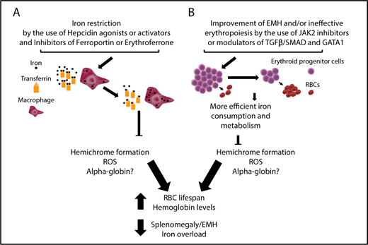 Figure 3. Targeting iron metabolism or IE to improve anemia and iron overload in BT. (A) Iron restriction can be achieved by using hepcidin agonists or activators or inhibitors of ferroportin, HIF2α, and erythroferrone to reduce iron intake and increase iron sequestration into macrophages, decreasing TSat. This limits hemichrome formation, ROS, and, potentially, free α-globin chain accumulation, resulting in improvements to RBC lifespan, anemia, extramedullary erythropoiesis and also iron overload. (B) Improvement of IE with drugs that inhibit JAK2 or modulate TGFβ/SMAD (eg, luspatercept) and GATA-1 activity. Use of JAK2 inhibitors will only decrease the number of erythroid progenitors and improve splenomegaly. In the event of the use of TGFβ/SMAD and GATA-1 modulators, it is expected that, as the differentiation of erythroid progenitors increases and the relative number of RBC increases, iron consumption improves and, as a consequence, hemichrome formation is reduced. In this last case, the end points are similar to those observed with the use of iron-restrictive agents, although the extent of each improvement can vary based on the activity and characteristics of each drug. Of note, the challenge in the development of GATA-1 modulators would require identifying compounds that protect GATA-1 in cells in which HSP70 is sequestered by the excess of α-globin chains, but not in cells in which GATA-1 is fully active, to prevent undesirable effects.