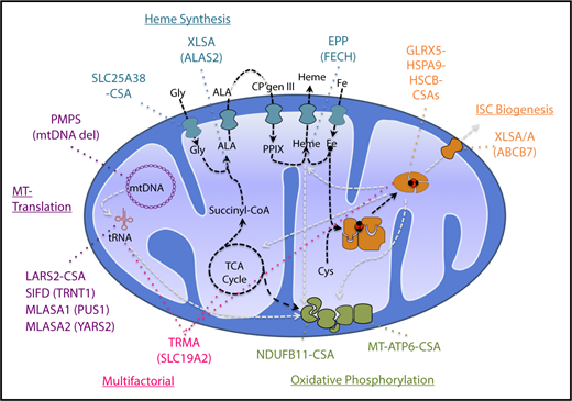 Figure 2. Pathways and genes implicated in CSA. Mitochondrial pathways relevant to the pathogenesis of CSA are diagrammed. Synthetic pathways are indicated by black dashed lines, whereas pathways whose products are required for other pathways implicated in CSA are shown in gray lines. Heme biosynthetic, iron-sulfur cluster biogenesis, mitochondrial (MT) translation, and oxidative phosphorylation/mitochondrial respiration pathways and the genes mutated in CSA in those pathways are highlighted in distinct colors. Thiamine-responsive megaloblastic anemia (TRMA) affects multiple pathways dependent upon thiamine. CP, coproporphyrin; Gly, glycine; MLASA, mitochondrial myopathy with lactic acidosis and SA; mtDNA, mitocondrial DNA; PMPS, Pearson marrow-pancreas syndrome; PPIX, protoporphyrin IX; TCA, tricarboxylic acid. Modified from Fleming7 with permission.
