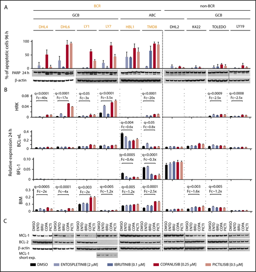 Figure 2. Inhibitors of BCR signaling differentially regulate expression of proapoptotic and antiapoptotic BCL2 family members. (A) Top panel, Induction of apoptosis after 96-hour exposure to DMSO, entospletinib (ENTO, 2 μM), ibrutinib (IBRU, 0.1 μM), copanlisib (COPA, 0.25 μM), or pictilisib (PICTI, 0.5 μM) shown as percentage of annexin V/PI-positive cells plus or minus SEM from at least 3 biological replicates. Bottom panel, Induction of PARP cleavage after 24-hour exposure to the drugs listed in the panel A description was assessed by immunoblotting, β-actin–loading control. One representative image of 3 independent replicates is shown. Vertical lines have been inserted to indicate repositioned gel lanes. (B) HRK, BCL-xL, BFL-1, or BIM transcript abundance after 24-hour exposure to DMSO, entospletinib (2 μM), ibrutinib (0.1 μM), copanlisib (0.25 μM), or pictilisib (0.5 μM) was determined with RT-qPCR relative to PPIA. Bars show the average of 3 technical replicates plus or minus SEM. The statistically significant differences between DMSO- and copanlisib-treated groups (q ≤ 0.05) are noted. (C) MCL-1 and BCL-2 protein abundance in DLBCL cells treated as in panel B was assessed by immunoblotting. β-actin–loading control. One representative image of 3 independent biological replicates is shown. Vertical lines have been inserted to indicate repositioned gel lanes.