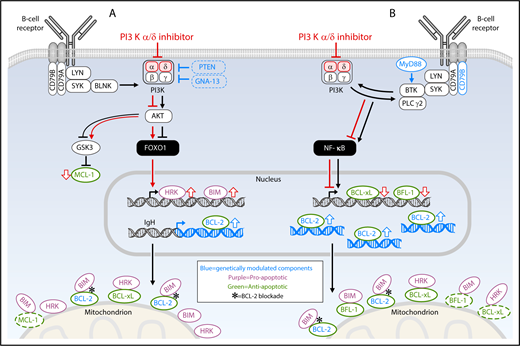 Figure 7. Consequences of PI3Kα/δ and BCL-2 inhibition in BCR-dependent DLBCLs with functional BCL-2 dependency. In blue: genetically modulated components of BCR/PI3K/TLR pathway and BCL-2 family. In red: functional consequences of PI3Kα/δ inhibition. In green: antiapoptotic BCL-2 family members. In purple: proapoptotic BCL-2 family members. In BCR-dependent NF-κB–low (GCB) DLBCLs, which often have inactivating mutations of PTEN and/or GNA13 (as in cluster 3), PI3Kα/δ blockade induced the proapoptotic HRK and BIM peptides and decreased the abundance of the antiapoptotic MCL-1 protein (A). In BCR-dependent NF-κB–high (ABC) DLBCLs with frequent MYD88L265P and CD79B mutations (as in cluster 5), PI3Kα/δ inhibition decreased the abundance of NF-κB targets including the antiapoptotic BCL-xL and BFL-1 family members (B). In DLBCLs with genetic alterations of BCL2 (translocations, cluster 3; copy gain, cluster 5) and functional BCL-2 dependency, BCL-2 blockade released proapoptotic BH3 peptides from the antiapoptotic BCL-2 protein.