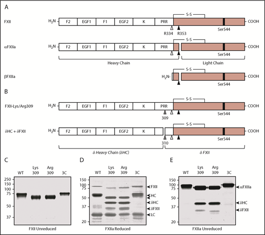 Figure 1. Recombinant FXII. (A) Schematic diagrams of FXII, αFXIIa, and βFXIIa showing noncatalytic (white boxes) and protease (pink boxes) domains. Positions of the active site serine (Ser544) are indicated by black bars. Sites of proteolysis during activation are indicated by arrows. Cleavage after Arg353 (black arrow) converts FXII to αFXIIa. Cleavage of αFXIIa after Arg334 (white arrow) separates the noncatalytic and protease domains, forming βFXIIa. FXII noncatalytic domains are the fibronectin type 2 (F2), epidermal growth factor (EGF), fibronectin type 1 (F1), and kringle (K) domains, and a proline-rich region (PRR). (B) Schematic diagrams of FXII with lysine or arginine replacement of Thr309 (gray arrow). Cleavage after Lys/Arg309 creates 2 proteins, δHC and δFXII. (C) Nonreducing SDS-PAGE of purified FXII (∼3 μg per lane). Shown are FXII-WT, FXII-Lys309, FXII-Arg309, and FXII-3C. Reducing (D) and nonreducing (E) SDS-PAGE of the FXIIa (activated) forms of FXII shown in panel C. Proteins were activated by incubation with dextran sulfate. Positions of molecular mass standards in kilodaltons are shown to the left of the images in panels C-E. To the right of these images are markers for FXII, activated FXII (αFXIIa), HC of αFXIIa (HC), LC of αFXIIa (LC), HC of FXII-Lys309 or FXII-Arg309 cleaved after residue 309 (δHC), and FXII residues Thr310 to Ser596 (δFXII).