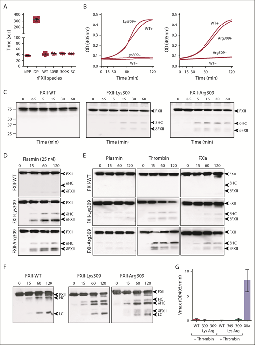 Figure 2. FXII cleavage by coagulation proteases. (A) Clotting times in an aPTT assay for normal plasma (NPP), FXII-deficient plasma (DP), or FXII-deficient plasma supplemented with recombinant FXII-WT (WT), FXII-Lys309 (309K), FXII-Arg309 (309R), or FXII-3C (3C). Each symbol indicates 1 clotting time. (B) Recombinant FXII (200 nM) incubated in standard buffer with 200 μM S-2302 at 37°C in the presence (+) or absence (−) of 70 μM polyphosphate. Left panel, FXII-Lys309; right panel, FXII-Arg309. Changes in OD 405 nm were continuously monitored. Curves are means of 3 independent runs. (C) Western blot of FXII-deficient plasma supplemented with 400 nM FXII-WT, FXII-Lys309, or FXII-Arg309 induced to clot with TF (2.5 pM) and CaCl2 (6.25 mM). Fibrin formation was prevented with H-Gly-Pro-Arg-Pro-OH. Western blots of time courses were probed with polyclonal IgG to human FXII. Positions of molecular mass standards in kilodaltons are shown to the left of the images. (D-F) FXII (200 nM) in standard buffer incubated with 25 nM plasmin (D), 10 nM plasmin, thrombin, or FXIa (E), or α-kallikrein (50 nM) (F). Western blots of time courses were probed with a mixture of monoclonal IgGs to the FXII HC (15H8) and LC (1B2). To the right of images in panels C-F are markers for FXII (FXII), the HC and LC of αFXIIa, HC of FXII-Lys309 or FXII-Arg309 cleaved after residue 309 (δHC) and FXII residues Thr310 to Ser596 (δFXII). (G) FXII (100 nM) incubated in standard buffer with (+) or without (−) 25 nM thrombin for 120 minutes at 37°C. Thrombin was inhibited with argatroban (125 μM) and FXIIa cleavage of S-2302 (500 μM) was determined. The proteins are FXII-WT (WT), FXII-Lys309 (309 Lys), and FXII-Arg309 (309 Arg). Control (XIIa) is 12 nM αFXIIa. Error bars ± 1 standard deviation (SD); n = 6.