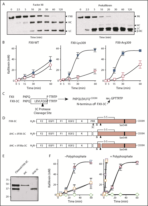 Figure 3. PK activation by FXII and δFXII. (A) Western blot of FXII/PK reciprocal activation. Plasma-derived FXII (200 nM) and PK (200 nM) were incubated in standard buffer at 37°C. At indicated times, samples were removed into reducing sample buffer. Western blots were probed with goat anti-human FXII IgG or sheep anti-human PK IgG. Positions of markers for FXII, PK, and the HC and LC of αFXIIa and kallikrein are indicated to the right of each image. (B) Kallikrein generation in reciprocal reactions with FXII. FXII-WT (, ), FXII-Lys309 (, ), or FXII-Arg309 (, ), 100 nM in standard buffer was incubated with (, , ) or without (, , ) thrombin (25 nM) for 2 hours at 37°C. Reactions were stopped with argatroban (125 μM). PK (60 nM) was mixed with 12.5 nM of the preincubated FXII. At various times, aliquots were removed, FXIIa was inhibited with CTI, and kallikrein concentration was determined by chromogenic assay. (C) FXII amino acid sequence within the proline-rich region showing the amino acids inserted to create a cleavage site for 3CP in the protein FXII-3C. The image to the right of the arrow shows the N and C termini after cleavage of FXII-3C with 3CP. (D) Schematic diagrams of FXII with the sequence Leu-Glu-Val-Leu-Phe-Gln-Gly inserted between FXII residues Gln307 and Pro308 to create a cleavage site for 3C protease in FXII-3C. Cleavage of FXII-3C with 3C creates a mixture of δHC (with a slightly different C terminus than in panel B), and δFXII-3C. The latter differs from δFXII in having an additional Gly-Pro at the N terminus. Cleavage of δFXII after Arg353 creates the fully active species δFXIIa-3C. (E) Nonreducing 20% Tris–2-(N-morpholino)ethanesulfonic acid (MES) SDS-PAGE of FXII-3C cleaved by 3C protease and the purified FXII-3C δHC and δFXII-3C. Positions of molecular mass standards in kilodaltons are shown to the left of the image. (F) Kallikrein generation in reciprocal reactions with FXII-3C and δFXII-3C. PK (60 nM) was incubated in standard buffer at 37°C with 12.5 nM FXII-WT (), FXII-3C (□), FXII-3C cleaved with 3C protease () or purified δFXII-3C (), or in the absence of FXII (). Reactions were run in the absence (left panel) or presence (right panel) of 70 μM Poly-P. At the indicated times, aliquots were removed and tested for kallikrein generation by chromogenic assay. For panels B and F, error bars ± 1 SD; n = 5 or 6.