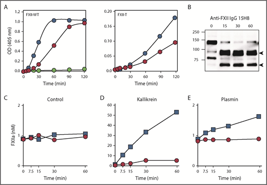 Figure 6. Effect of anti-FXII IgG 15H8 on protease activity and HK cleavage. (A) Effect of IgG 15H8 on activity of FXII-WT and FXII-T. PK (50 nM) was incubated in standard buffer at 37°C with 200 μM S-2302 and 50 nM FXII-WT (left) or FXII-T (right) in the absence () or presence () of 15H8 IgG (50 nM). For FXII-WT, a control reaction without FXII was run (). Continuous cleavage of S-2302 at 405 nM was followed. Data are means of 3 runs. (B) Western blot showing the effect of 15H8 antibody infusion on HK in WT mice supplemented with FXII-WT. The blot was processed as in Figure 5. Arrows on the right indicate the positions of cleaved HK (HKa), and positions of molecular mass standards in kilodaltons are shown to the left of the image. (C-E) Effect of IgG 15H8 on FXIIa generation. Plasma FXII (200 nM) was incubated in standard buffer at 37°C with vehicle (control) (C), 20 nM kallikrein (D), or 20 nM plasmin (E) in the absence () or presence () of 15H8 (400 nM). At various time points, aliquots were mixed with stop solution (containing HO3 for kallikrein, aprotinin for plasmin) and FXIIa concentration was determined by chromogenic assay. Data show means ± 1 SD.