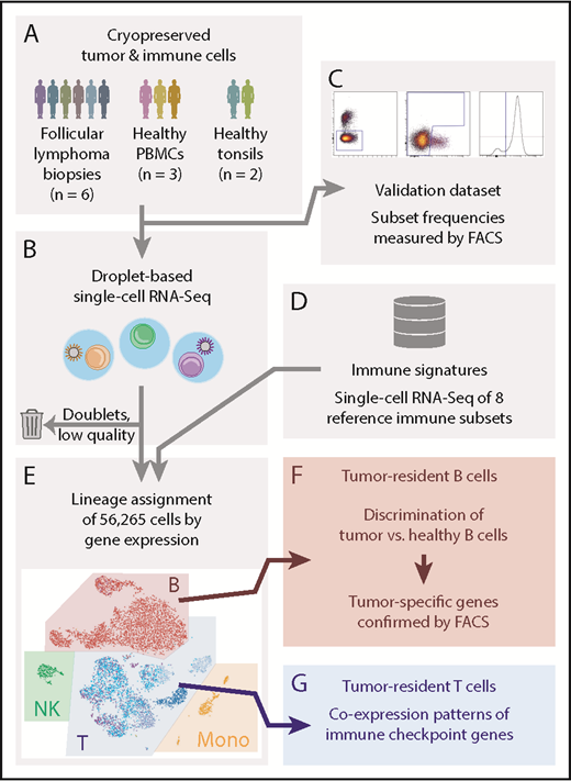 Figure 1. Single-cell RNA-Seq analysis and validation strategy. (A-B) Cryopreserved cells from dissociated FL tumor biopsies from 6 patients, 3 PBMC donors, and 2 healthy tonsil donors (A), were measured by droplet-based scRNA-Seq, capturing an average of 1951 to 8560 cells per sample (B). Low-quality cells and technical artifacts were identified algorithmically and discarded. (C) A portion of the same aliquots of each sample was measured by multicolor flow cytometry (FACS) to validate immune and tumor subset frequencies observed by scRNA-Seq. (D-E) Published immune signatures for 8 purified immune subsets (D) were used to assign lineages (E) to each cell based on gene expression. (F) Tumor-infiltrating normal and tumor-derived B cells had distinct gene expression profiles. Tumor-specific candidate genes were characterized by FACS on additional cryopreserved aliquots of the tumor biopsies, yielding tumor-specific expression at the protein level. (G) The scRNA-Seq data of tumor-infiltrating T cells revealed the landscape of immune checkpoint gene coexpression.