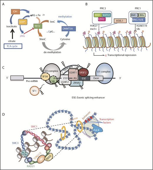 Figure 3. Major functional pathways newly identified to be affected by somatic mutations. Major functional pathways newly identified as somatic alterations include DNA methylation (A), PRC2 and related genes (B), SFs (C), and the cohesion complex (D). For each panel, major targets of mutations are indicated with functional implications. 5hmc, 5′-hydroxymethylcytosine; 5mc, methylated cytosine; TCA, tricarboxylic acid.
