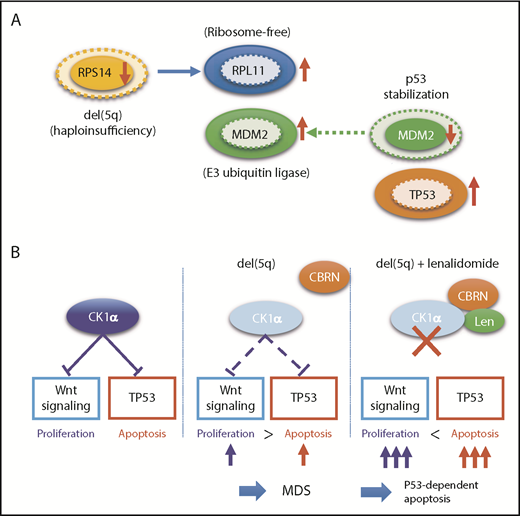 Figure 4. Functional interaction between TP53 and del(5q). (A) Effects of RPS14 haploinsufficiency on TP53 protein levels. In this model, haploinsufficient RPS14 results in an increase in ribosome-free RPL11, which by competing with TP53 for binding MDM2, an E3 ubiquitin ligase that also targets p53 for destruction, inhibits TP53 destruction in the proteasome, leading to an elevated TP53 level and an enhanced TP53-mediated apoptosis of erythroid progenitors.101,102 Protein levels corresponding to diploid and haploid status of RPS14 are indicated by solid and broken lines, respectively. (B) Effects of haploinsufficiency of CSKN2A on Wnt signaling and TP53 activation and their implication in the mechanism behind the high response of del(5q) clones to lenalidomide. Haploinsufficiency of RPS14 and CSKN2A induced TP53 activation, leading to enhanced apoptosis of del(5q) clones, while haploinsufficient CSKN2A results in the activation of Wnt signaling and cell proliferation. Apoptosis of del(5q) clones, particularly that induced by lenalidomide, critically depends on intact TP53, which explains the strong correlation between del(5q) and mutated TP53.