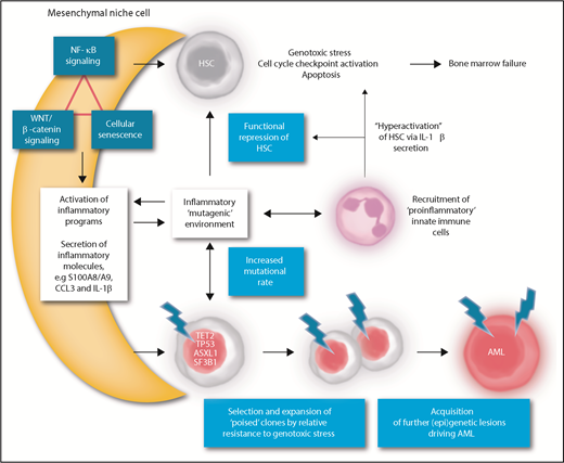 Figure 1. A model of mesenchymal niche–facilitated clonal evolution in MDS. NF-κB activation, β-catenin/WNT activation, and/or senescence-associated signaling may induce inflammatory alterations in mesenchymal niche cells that result in secretion of inflammatory ligands, such as S100A8/A9, C-C chemokines, and IL-1β in the HSPC niche. Mesenchymal inflammation may be the result of primary (genetic or epigenetic) alterations in mesenchymal cells or be induced by inflammatory alterations in clonal hematopoietic cells “starting the fire.” The local inflammatory niche induces functional repression of HSCs through direct receptor-mediated genotoxic stress and/or recruitment of proinflammatory innate immune cells, further providing an inflammatory feed-forward loop. The inflammatory stem cell niche may drive the accelerated emergence of mutations in HSPCs through direct genotoxic signaling or the induction of replicative stress. Cells harboring “poising” mutations (ie, mutations that confer resistance to inflammation-induced apoptosis) are selected for in the inflammatory environment by virtue of their relative resistance to inflammation-associated genotoxic stress. The presence of a poising mutation, in an inflammatory environment, accelerates the acquisition of additional genetic events and transformation to frank AML. Thus, inhibition of inflammatory signaling, targeting ligands such as S100A8/A9, C-C chemokines, and IL-1β signaling or related receptors, is anticipated to alleviate the genotoxic stress on normal HSPCs, relieve the selective pressure on preleukemic clones, and attenuate clonal evolution and leukemic progression in MDS.