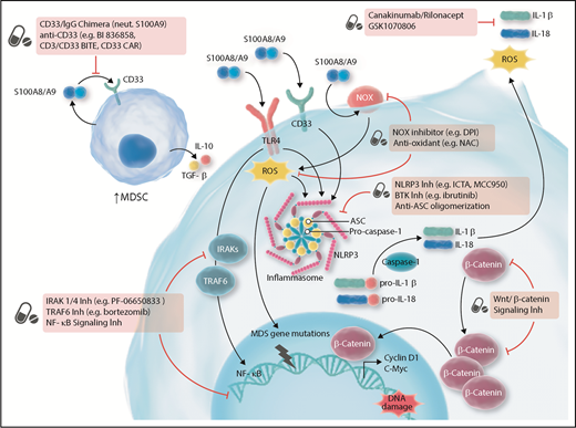 Figure 1. Targeting innate and inflammatory signaling for the treatment of MDS. ASC, apoptosis-associated speck-like protein containing a caspase-recruitment domain; BiTE, bispecific T-cell engager; BTK, Bruton tyrosine kinase; CAR, chimeric antigen receptor; DPI, diphenyleneiodonium; IgG, immunoglobulin G; Inh, inhibitor; NAC, N-acetyl-l-cysteine; neut, neutralize; NLRP3, NOD-like receptor protein 3; NOX, nicotinamide-adenine dinucleotide phosphate oxidase; ROS, reactive oxygen species; TGF, transforming growth factor. Adapted from Sallman et al.78 Professional illustration by Somersault18:24.