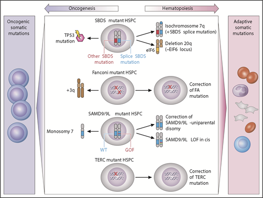 Figure 2. Model of germline genetic context in clonal evolution. Acquired somatic clonal mutations may be adaptive (improve hematopoiesis) or maladaptive (lead to transformation), depending on the underlying genetic MDS predisposition. In SBDS-mutant hematopoietic stem/progenitor cells, iso7q or del20q are common adaptive clonal aberrations, whereas TP53 somatic mutation is maladaptive. Fanconi anemia development of +3q is associated with progression to malignancy, whereas somatic reversion is not. In SAMD9/9L disorders, correction of the mutation by reversion or loss of mutant via truncation is adaptive, whereas development of monosomy is associated with MDS or AML. TERC-mutant HSPCs may undergo somatic reversion to regain 2 wild-type TERC alleles. GOF, gain of function; LOF, loss of function; HSPC, hematopoietic stem/progenitor cells; WT, wild type. Professional illustration by Patrick Lane, ScEYEnce Studios.