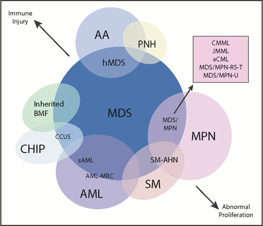 Figure 1. Diagram depicting myeloid disorders with clinical and genetic features shared with MDS and the degree to which they are driven by proliferative and immunologic mechanisms.