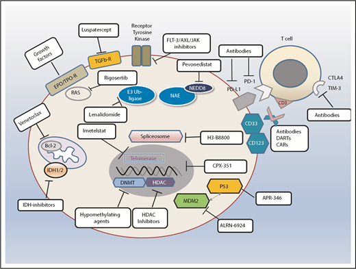 Figure 5. Standards and perspectives of therapeutic options in patients with MDS. Different therapeutic avenues in current clinical practice or ongoing clinical trials. Also shown are examples of different types of agents depending on their specific target or mode of action. NEDD is an ubiquitin-like protein. CAR, chimeric antigen receptor; DART, dual affinity retargeting protein; HDAC, histone deacetylase; NEDD8, neural precursor cell expressed developmentally downregulated protein 8.
