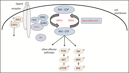 Figure 2. The Ras signaling pathway. Proteins mutated in JMML are highlighted in red.91