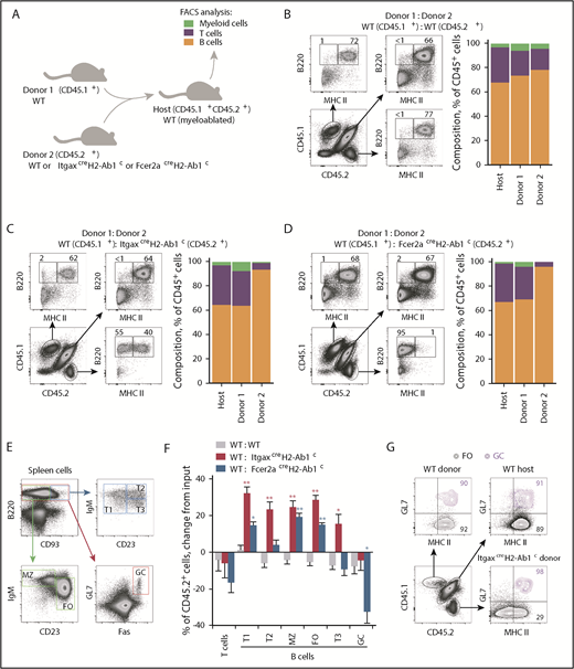 Figure 2. Competitive advantage of MHC II−B cells. (A) Competitive bone marrow chimeras were setup by reconstituting myeloablated CD45.1+CD45.2+ WT (WT) hosts with mixtures of CD45.1+ control (donor 1; always WT) and CD45.2+ test genotype (donor 2; WT, ItgaxcreH2-Ab1c, or Fcer2acreH2-Ab1c) bone marrow. The composition of myeloid and lymphoid cells in reconstituted recipients was then examined by flow cytometry (the key refers to panels B-D). (B-D) B220 and MHC II expression and mean percentage of splenic T cells, B cells, and myeloid cells originating from the host or each of the 2 types of donor, in competitive chimeras between WT and WT donors (n = 5) (B); WT and ItgaxcreH2-Ab1c donors (n = 8) (C); or WT and Fcer2acreH2-Ab1c donors (n = 7) (D). (E) Gating of splenic transitional (T) T1, T2, T3, marginal zone (MZ), follicular (FO), and GC B cells. (F) Mean change (plus or minus SEM) from input frequency of CD45.2+ donor cells in splenic T cells or T1, T2, T3, MZ, FO, and GC B cells from chimeras between CD45.1+ WT control and CD45.2+ test genotype donors (WT: WT, n = 12; WT: ItgaxcreH2-Ab1c, n = 6; WT: Fcer2acreH2-Ab1c, n = 5). *P < .01; **P < .001 between WT and other genotypes by Student t tests. (G) MHC II expression in splenic FO and overlaid GL7+ GC B cells of host and donor origin, distinguished by CD45 allotype expression. FACS, fluorescence-activated cell sorting.