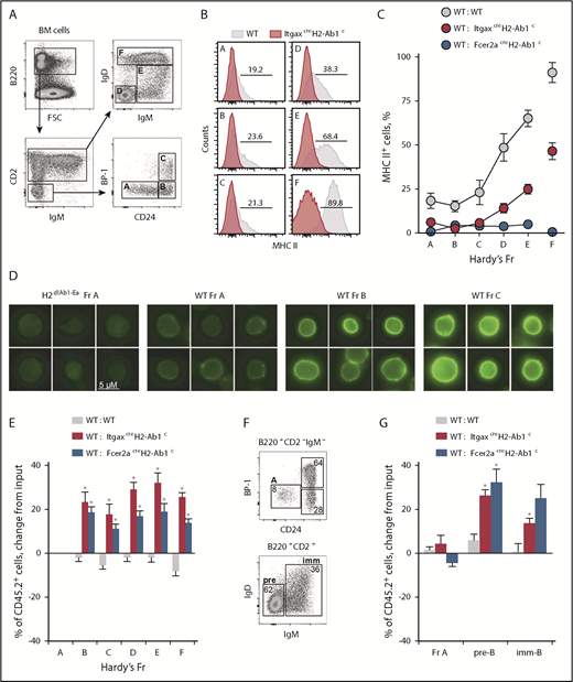 Figure 3. Initiation of MHC II expression shapes B-cell development. (A) Flow cytometric identification of bone marrow Fr A-F B cells. (B-C) MHC II expression (B) and mean frequency (plus or minus SEM) of MHC II+ cells (C) in Fr A-F bone marrow B cells from mice of the indicated genotype (WT, n = 3; ItgaxcreH2-Ab1c, n = 5; Fcer2acreH2-Ab1c, n = 6). (D) MHC II expression (green), detected by immunofluorescence staining in WT Fr A-C bone marrow B cells (MHC II antibody clone M5/114.15.2 stain; scale bar, 5 μM). ItgaxcreH2-Ab1c Fr A bone marrow B cells are included as staining control. (E) Mean change (plus or minus SEM) from input frequency of CD45.2+ cells in Fr A-F bone marrow B cells from chimeras between CD45.1+ WT control and CD45.2+ test genotype donors (WT: WT, n = 9; WT: ItgaxcreH2-Ab1c, n = 6; WT: Fcer2acreH2-Ab1c, n = 5). *P < .001 between WT and other genotypes by Student t tests. (F-G) In vitro development of purified Fr A ItgaxcreH2-Ab1c B-cell precursors into pre-B (pre; B220+CD2+IgD−IgM−) and immature B cells (imm; B220+CD2+IgD−IgM+) (F), and mean change (plus or minus SEM) from input frequency of CD45.2+ cells in Fr A, pre-B cells, and immature B cells following in vitro development of purified Fr A cells in competitive cultures between CD45.1+ WT control and CD45.2+ test genotype input Fr A cells (G) (WT: WT, n = 6; WT: ItgaxcreH2-Ab1c, n = 2; WT: Fcer2acreH2-Ab1c, n = 8). *P < .02 between WT and other genotypes by Student t tests. FSC, forward scatter.