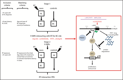 Study design used to develop a PRS for radiogenic breast cancer. Opstal-van Winden and colleagues used a 2-stage approach to identify SNPs interacting with radiotherapy (RT) for breast cancer (BC) risk (top) and subsequently used these to develop a PRS for radiogenic breast cancer in Hodgkin lymphoma (HL) survivors (bottom). Inclusion and matching criteria (left) were used to maximize the power to identify genetic variants associated with risk of radiogenic breast cancer. A SNP (rs10505506) localized to PVT1 significantly associates with risk of radiogenic breast cancer in Hodgkin lymphoma survivors (boxed in red). The PVT1 long noncoding RNA negatively regulates MYC-driven oncogenic transcriptional activity by inhibiting protein degradation. The PVT1 promoter also negatively regulates MYC transcription directly (green). MYC expression drives transcription of downstream target genes via binding to E-box elements in promoters, promoting tumor cell proliferation and survival. c-MYC and PVT1 are coamplified in primary breast cells exposed to ionizing radiation (purple bar shows approximate location of amplicon identified by Wade and colleagues6). A risk allele for radiogenic cancer in Hodgkin lymphoma survivors was identified in the PRDM1 gene.5 PRDM1 is a negative regulator of c-MYC transcription, but PRDM1 upregulation in response to ionizing radiation is attenuated in cells carrying the risk variant, leading to elevated c-MYC expression and acquisition of a pro-proliferative phenotype. Additional work is required to determine functionality of the rs10505506 variant, although it is plausible this also operates via the MYC pathway. Approximate amplicon, gene, and SNP locations are based on GRCh37.