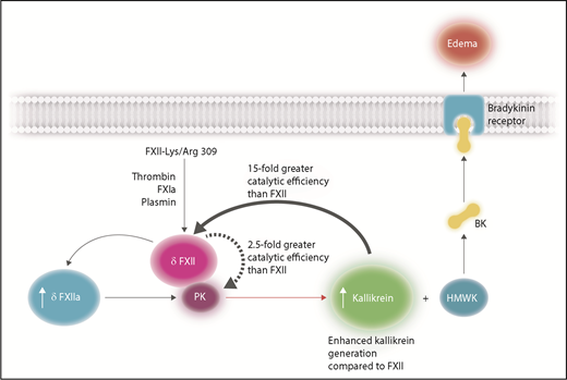 FXII-Lys/Arg309 results in enhanced kallikrein activation leading to bradykinin (BK) release from HMWK that is unable to be effectively inhibited by C1-INH. The variant FXII-Lys/Arg309 may be cleaved after residues 309 by thrombin, FXIa, and plasmin, in circumstances such as trauma, to give rise to a nonactivated truncated form of FXII, denoted δFXII, which contains the catalytic domain without the heavy chain of FXII. There are 2 mechanisms that give rise to enhanced kallikrein generation: first, δFXII can convert PK to kallikrein more efficiently than native FXII (with a 2.5-fold increase in catalytic efficiency) thereby generating more kallikrein in the early stages of reciprocal FXII/PK activation. Second, δFXII is a better substrate than FXII for kallikrein (15-fold greater catalytic efficiency). As a result, increased concentrations of δFXIIa will be generated, causing further PK activation, ultimately resulting in enhanced kallikrein generation. Kallikrein will cleave HMWK, releasing BK that will bind to BK receptors and induce vascular permeability leading to edema. Professional illustration by Somersault18:24.