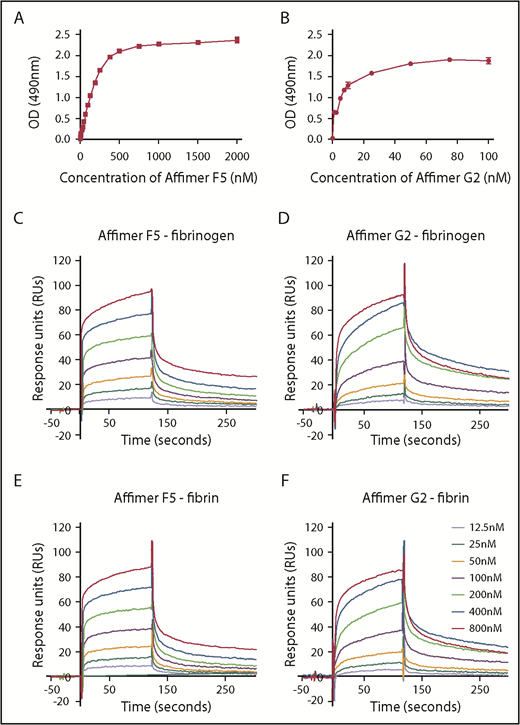Figure 4. Characterization of Affimer interaction with fibrinogen and fibrin. Binding affinities of Affimers F5 and G2 to fibrinogen were studied using ELISA-based binding assay in which increasing concentrations of the Affimers were added to fibrinogen coated wells before detection of Affimer. (A) Binding of Affimer proteins F5 and (B) G2 to fibrinogen. (C-D) Binding kinetics of Affimer F5 and G2 interaction with fibrinogen and (E-F) fibrin using Biacore SPR. Affimer proteins (12.5-800 nM) were injected over a fibrinogen- or fibrin-derivatized surface before following complex dissociation. Three independent experiments were performed to determine KD values and kinetics. Representative binding data are shown.