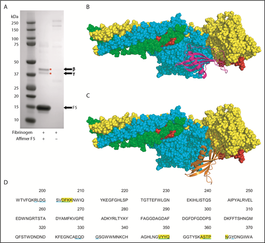 Figure 5. Identification of fibrinogen fragment D as site of F5 interaction. (A) Affimer F5 was incubated with fibrinogen before plasmin digest, and pulldown of F5-fibrinogen degradation products with His-tag isolating beads. Proteins marked with an asterisk (*) were identified by mass spectrometry (LC-MS/MS). The position of Affimer F5 on the gel is marked. Gel image is representative of 3 independent experiments. (B-C) Autodock 4.2 prediction of Affimer F5 binding to the γ chain of the D fragment of fibrinogen. Fibrinogen fragment D is shown as a space-filling model, with the α chain in green, β chain in turquoise, and γ chain in yellow. The tPA/plasminogen binding site α148-160 and the tPA binding site γ312-324 are highlighted in red. (B) In the lowest-energy pose, the variable region loops of F5 (F5 depicted with magenta ribbons) are interacting with the fibrinogen γ chain near to the γ312-324 tPA binding site. (C) The most populated clusters of predicted docking poses also placed Affimer F5 (orange ribbons) to a similar area of fibrinogen fragment D. (D) Amino acid sequence of fibrinogen γ chain, with those amino acids within 4 Å of Affimer F5′s variable region loops marked. Fibrinogen residues close to Affimer loops in the lowest-energy pose are highlighted yellow, and those in the most populated pose are underlined blue.