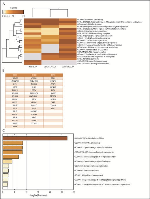 Figure 1. MS identifies CDK9 as a unique binding partner for mLST8, sharing common signaling pathways and associated proteins. (A) mLST8 was immunoprecipitated from U937 cell lysates using magnetic beads preconjugated with an anti-mLST8 antibody. U937 cells were also fractionated into cytoplasmic (CYTO) and nuclear (NUC) extracts; then CDK9 was immunoprecipitated with magnetic beads preconjugated with an anti-CDK9 antibody. Rabbit IgG (RIgG) preconjugated beads were used as negative controls for nonspecific binding. Immunoprecipitated proteins were resolved by sodium dodecyl sulfate–polyacrylamide gel electrophoresis (SDS-PAGE), and the gel was cut into 10 equivalent bands prior to standard in-gel digestion. Samples were prepared using standard techniques and then analyzed via nano LC-MS/MS. The results from MS were annotated using Metascape. The heat map shows the most significant pathways and the overlap between the 3 groups mLST8 IP, CDK9 CYTO IP, and CDK9 NUC IP. A full summary of the results is included in supplemental Table 1. (B) List of proteins from the MS results that overlap between the CDK9 IPs and mLST8 IPs. (C) The list of genes in panel B was annotated and analyzed for the most significant pathways represented using Metascape. The heat map shows the most significant pathways represented in the list of overlapping proteins. rRNA, ribosomal RNA.