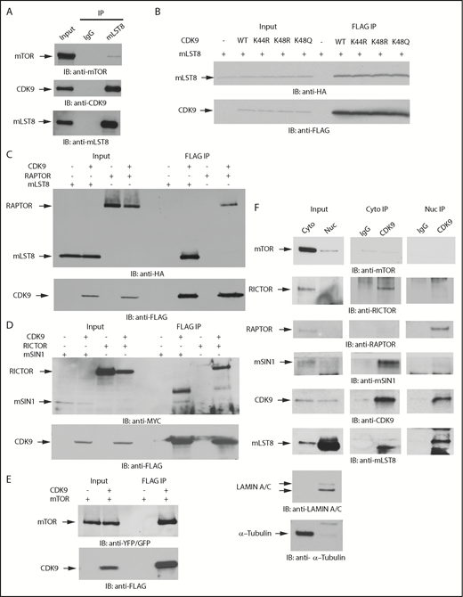 Figure 2. CDK9 binds to protein components of mTOR complexes. (A) U937 cells were lysed, and mLST8 was immunoprecipitated with magnetic beads preconjugated with an anti-mLST8 antibody. Rabbit IgG preconjugated beads were used as negative controls for nonspecific binding. Proteins were resolved by SDS-PAGE and immunoblotted with the indicated antibodies. mTOR was used as a positive control for binding. (B) HA-mLST8 was coexpressed with various FLAG-CDK9 acetylation mutants in 293T cells. Cells were lysed in (3-((3-cholamidopropyl) dimethylammonio)-1-propanesulfonate) (CHAPS) buffer, and FLAG-CDK9 was immunoprecipitated with Sepharose beads preconjugated with an anti-FLAG-M2 antibody. Proteins were resolved by SDS-PAGE and immunoblotted with the indicated antibodies. (C) HA-mLST8 or HA-RAPTOR was coexpressed with FLAG-CDK9 in 293T cells. Cells were lysed in CHAPS buffer, and FLAG-CDK9 was immunoprecipitated with Sepharose beads preconjugated with an anti-FLAG-M2 antibody. Proteins were resolved by SDS-PAGE and immunoblotted with the indicated antibodies. (D) MYC-RICTOR or MYC-mSIN1 was coexpressed with FLAG-CDK9 in 293T cells. Cells were lysed in CHAPS buffer, and FLAG-CDK9 was immunoprecipitated with Sepharose beads preconjugated with an anti-FLAG-M2 antibody. Empty vector coexpressed with MYC-RICTOR or MYC-SIN1 was used a negative control for nonspecific binding. Proteins were resolved by SDS-PAGE and immunoblotted with the indicated antibodies. (E) YFP-mTOR was coexpressed with FLAG-CDK9 in 293T cells. Cells were lysed in CHAPS buffer, and FLAG CDK9 was immunoprecipitated with Sepharose beads preconjugated with an anti–FLAG-M2 antibody. Empty vector coexpressed with YFP-mTOR was used as a negative control for nonspecific binding. Proteins were resolved by SDS-PAGE and immunoblotted with the indicated antibodies. (F) U937 cells were fractionated into cytoplasmic and nuclear lysates. Proteins were resolved by SDS-PAGE and transferred to polyvinylidene fluoride (PVDF) membranes. Membranes were then immunoblotted with antibodies for tubulin (cytoplasmic marker) and lamin A/C (nuclear marker) to verify cellular fractionation. IP with magnetic beads preconjugated to an anti-CDK9 antibody was performed on cytoplasmic and nuclear cell lysates from U937 cells. Rabbit IgG preconjugated beads were used as negative controls for nonspecific binding. Proteins were resolved by SDS-PAGE and immunoblotted with the indicated antibodies.