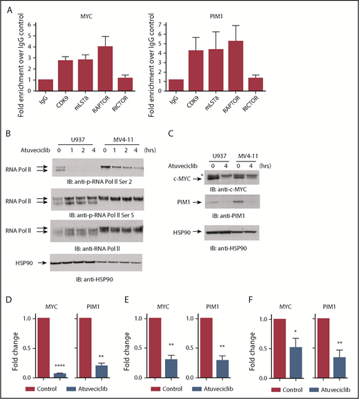 Figure 3. The CDK9/mLST8/RAPTOR nuclear complex regulates expression of genes important for leukemogenesis. (A) MV4-11 cells were crosslinked with 1% formaldehyde. Chromatin-protein complexes were immunoprecipitated with anti-CDK9, anti-mLST8, and anti-RAPTOR antibodies. Rabbit IgG and anti-RICTOR antibodies were used as negative controls. qPCR was performed on immunoprecipitated DNA with primers for the MYC and PIM1 promoters. Data are expressed as fold enrichment over the IgG control. Shown are means + standard error (SE) of 4 independent experiments. (B) Cells were treated with atuveciclib for 0, 1, 2, and 4 hours. Cells were then lysed, and proteins were resolved by SDS-PAGE, followed by transfer to PVDF membranes. Membranes were immunoblotted with the indicated antibodies. The immunoblots with antibodies against the phosphorylated forms of the proteins or against the total proteins were from lysates from the same experiments analyzed in parallel by SDS-PAGE. (C) Cells were treated with control (DMSO) or atuveciclib for 4 hours and lysed, and proteins resolved by SDS-PAGE followed by transfer to polyvinylidene fluoride membranes. Membranes were then immunoblotted with the indicated antibodies. *Nonspecific band in the c-MYC blot. (D) qRT-PCR analysis of the relative mRNA expression of MYC and PIM1 in U937 cells after atuveciclib treatment of 4 hours. GAPDH was used for normalization. Data are expressed as fold change over the control. Shown are means + SE of 3 independent experiments. **P < .01, ****P < .0001 using paired Student t test analysis. (E) qRT-PCR analysis of the relative mRNA expression of MYC and PIM1 in MV4-11 cells after atuveciclib treatment of 4 hours. GAPDH was used for normalization. Data are expressed as fold change over the control. Shown are means + SE of 4 independent experiments. **P < .01, using paired Student t test analysis. (F) qRT-PCR analysis of the relative mRNA expression of MYC and PIM1 in primary AML patient samples after incubation with atuveciclib for 4 hours. GAPDH was used for normalization. Data are expressed as fold change over the control. Shown are means + SE of 7 independent experiments using cells from 7 different AML patients. *P < .05, **P < .01 using paired Student t test analysis.