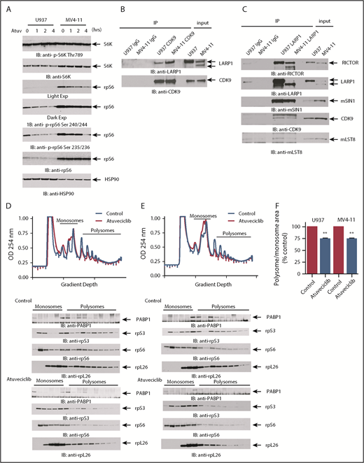 Figure 5. CDK9 regulates mTORC1 targets independently of mTOR and regulates mRNA translation. (A) U937 and MV4-11 cells were treated with atuveciclib for 0, 1, 2, and 4 hours and lysed, and proteins were resolved by SDS-PAGE followed by immunoblotting with the indicated antibodies. The immunoblots with antibodies against the phosphorylated forms of the proteins or against the total proteins were from lysates from the same experiments analyzed in parallel by SDS-PAGE. (B) Lysates from cytoplasmic fractions of U937 and MV4-11 cells were immunoprecipitated by CDK9- or Rabbit IgG preconjugated beads. Immunoprecipitated proteins were resolved by SDS-PAGE and immunoblotted with the indicated antibodies. (C) Lysates from U937 and MV4-11 cells were immunoprecipitated using an anti-LARP1 antibody or Rabbit IgG. Immunoprecipitated proteins were resolved by SDS-PAGE and immunoblotted with the indicated antibodies. U937 (D) and MV4-11 (E) cells were treated with control (DMSO) or atuveciclib for 2 hours, and cell lysates were separated on 10% to 50% sucrose gradients. Gradients were subjected to ultracentrifugation, and fractions were collected by continuous monitoring of optical density (OD) at 254 nm. The OD 254 nm is shown as a function of gradient depth. A representative profile of 1 of 3 independent experiments is shown. Monosomal and polysomal fractions were resolved by SDS-PAGE and immunoblotted with the indicated antibodies (lower panels). (F) The areas under the polysomal and monosomal peaks were quantified using ImageJ software. The ratio of area under the polysomal over the monosomal peaks was calculated for atuveciclib and is represented as percent control (DMSO). Shown are means + SE of 3 independent experiments. **P < .01 using a paired Student t test.