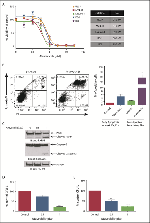 Figure 6. Antileukemic properties of atuveciclib in vitro. (A) The indicated AML cell lines were seeded in 96-well plates and treated with increasing concentrations of atuveciclib for 4 days. Viability was assessed using a WST-1 assay. Data are expressed as a percentage of DMSO control-treated cells. Shown are the means ± SE of at least 3 independent experiments. IC50 values are shown to the right. (B) U937 cells were treated for 48 hours with control (DMSO) or atuveciclib (1 μM), and apoptosis was assessed using flow cytometry, for Annexin V and PI staining. The left panel shows a representative flow cytometry plot. The right panel shows quantitation of the Annexin V–positive and PI-negative and double-positive Annexin V and PI-stained cells. Shown are the means + SE of 4 independent experiments. *P < .05 using a paired Student t test. (C) U937 cells were incubated with vehicle or atuveciclib at the indicated doses for 48 hours. Proteins from whole cell lysates were resolved by SDS-PAGE and immunoblotted with the indicated antibodies. (D) The effects of atuveciclib (0.5 µM and 1 µM) on U937-derived leukemic progenitors were assessed in clonogenic assays in methylcellulose. Effects on CFU-L CFU-L are shown. Data shown are the means + SE of 4 different experiments. ***P < .001 using a paired Student t test. (E) The effects of atuveciclib (0.5 µM and 1 µM) on CFU-L from different patients with AML were assessed in clonogenic assays in methylcellulose. Shown are the mean + SE of 5 independent experiments using cells from 5 different AML patients. **P < .01, ****P < .0001 using a paired Student t test.