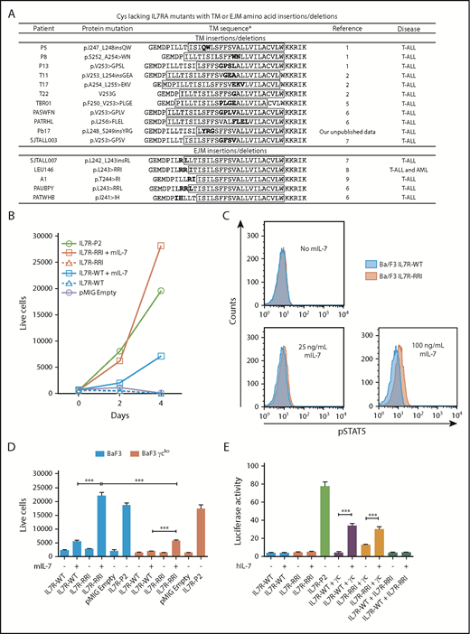 Figure 1. Oncogenic potential of IL7R-RRI is IL-7– and γc-dependent. (A) TM and EJM cysteine–lacking mutations found in the literature. *TM regions predicted by TMPred (http://www.ch.embnet.org/software/TMPRED_form.html) are shown inside the boxes. (B) Ba/F3 cells stably expressing IL7R-WT, IL7R-RRI, IL7R-P2, or the empty vector (pMIG) cultured with or without mouse IL-7 (mIL-7; 5 ng/mL). The number of viable GFP+ cells per 1000 PercP-labeled beads (BD, Franklin Lakes, NJ) was determined by flow cytometry. (C) Ba/F3 cells stably expressing IL7R-WT or IL7R-RRI were starved for 4 hours (without fetal bovine serum, IL-3, or IL-7), stimulated with different concentrations of mIL-7 over 15 minutes, and used to detect phosphorylated STAT5 (pSTAT5) by intracellular flow cytometry. (D) Ba/F3 cells (blue bars) or γc-knockout Ba/F3 cells (red bars) were transduced with pMIG empty vector, IL7R-WT, IL7R-RRI, or IL7R-P2 and cultured with or without mIL-7 (5 ng/mL). The number of viable GFP+ cells per 1000 beads was determined by flow cytometry after 48 hours. (E) HEK293T cells were transiently transfected with different combinations of IL7RA and γc constructs in conjunction with JAK3 and Renilla luciferase expression vectors plus the STAT3/5-responsive luciferase reporter construct. Medium was replaced 16 hours after transfection. Eight hours later, IL-7 or vehicle was added, and the cells were cultured for 12 hours before luciferase was measured in a plate reader. Firefly luciferase was normalized by Renilla levels. Data are representative of at least 2 independent experiments. Results are the mean ± standard deviation (SD) of triplicate samples. Data were analyzed by using analysis of variance (ANOVA) and Tukey post hoc test. ***P < .001.