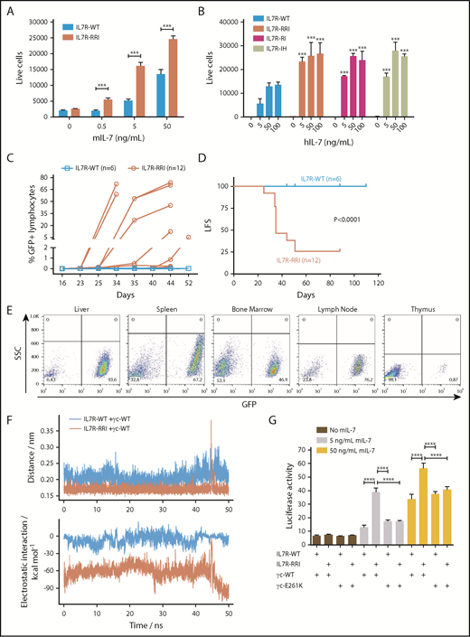 Figure 2. In vivo leukemogenesis and increased response to IL-7 as a result of putative electrostatic interactions between the EJM regions of IL7R-RRI and γc. (A) Ba/F3 ectopically expressing IL7R-WT or IL7R-RRI were cultured with different concentrations of mIL-7, and cell viability (GFP+ cells per 1000 beads) was evaluated after 48 hours by flow cytometry. (B) Unsorted Ba/F3 cells ectopically expressing IL7R-WT, IL7R-RRI, IL7R-RI (p.T244>RI), or IL7R-IH (p.I241>IH) were cultured with different concentrations of human IL-7 (hIL-7), and numbers of GFP+ cells per 1000 beads were evaluated after 96 hours by flow cytometry. (C) Percentage of GFP+ cells in peripheral blood lymphocytes and (D) Kaplan-Meier curves (GFP+ cells >0.1% in peripheral blood lymphocytes being the event) of C3H/HePas isogenic mice injected with Ba/F3 cells expressing IL7R-WT or IL7R-RRI. Animals injected with IL7R-WT Ba/F3 cells were observed for 110 days with no sign of engraftment. The IL7R-P2 was not tested in C3H/HePas mice, but in Balb/c and NOD/SCID mice, engraftment occured in about 2 weeks. Curves in (D) were compared by the log-rank test. (E) Infiltration of GFP+ cells in different organs of representative mice injected with IL7R-RRI Ba/F3 cells. SSC, side scatter. (F) Molecular dynamics simulations of the IL7RA and the γc transmembrane peptides interacting in a lipid bilayer. ns, nanoseconds. Peptide associations were stable (upper panel). In the wild-type pair the electrostatic interactions were characteristic of nonpolar bonds. Much stronger electrostatic interactions were observed for the IL7R-RRI/γc pair (lower panel) as a result of bonds between arginine (R243) and γc E261 of IL7R-RRI (supplemental Figure 8). (G) STAT3/5-luciferase transactivation assay performed in HEK293T cells as above, using different combinations of IL7RA (in pMIG) and γc constructs (in pcDNA3.1+-C-DYK). Data are representative of at least 2 independent experiments. Results are the mean ± SD of triplicate samples. Data were analyzed by ANOVA and Tukey post hoc test. ***P < .001; ****P < .0001.