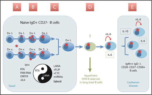 Figure 1. KSHV/HHV-8 primary infection and scenario for the generation of an infected B-cell reservoir and Castleman lesions. (A) Infection via saliva of subepithelial tonsillar dendritic cell–specific intercellular adhesion molecule-3-grabbing nonintegrin–rich naive B cells. (B) Early and transient prelatent “lytic burst” transcription program and possible detection of episome-associated LANA+ cells by day 5 postinfection. (C) Blasting, dividing, and proliferation of the infected cells; BCR revision and editing for a shift toward λ-chain expression. (D) At that point, and as other herpesviruses, KSHV/HHV-8 have to exhibit a specific strategy to escape immune surveillance and constitute an KSHV/HHV-8 reservoir. The exact phenotype of the putative long-lived B cells constitutive of the KSHV/HHV-8 reservoir remains unknown. (E) Induction of a lytic cycle with production of vIL-6 is probably crucial for KSHV/HHV-8–infected cells to generate the MCD lesions observed in lymphoid organs. miRNA, microRNA; PAN RNA, polyadenylated nuclear RNA; RTA, replication and transcription activator; vCYC, viral cyclin.