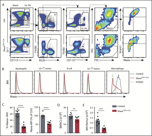 Figure 1. Maea deletion impairs BM macrophage development. (A) Representative FACS plots of the BMNC gating strategy for each cell population shown in panel B. (B) Representative histograms showing Maea expression on BM leukocytes from control (Ctrl) littermates and MaeaCsf1r-Cre mice. (C) Deletion efficiency of Maea by Csf1r-Cre on BM macrophages (Mϕ) as determined by FACS (n = 8). (D) Quantification of total BM cellularity in control and MaeaCsf1r-Cre mice (n = 8). (E) Quantification showing significant reduction of macrophages in the BM of MaeaCsf1r-Cre mice compared with littermate controls (n = 8). Data are shown as mean plus or minus SEM. **P < .01, ***P < .001, ****P < .0001 by unpaired Student t test. FSC, forward scatter; MFI, mean fluorescence intensity; SSC, side scatter.