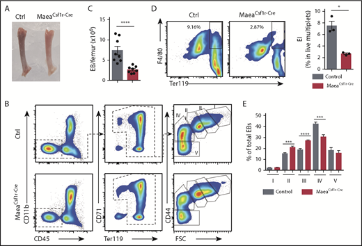 Figure 2. Maea deletion disrupts BM EI niche. (A) Representative photograph of dissected femurs from control and MaeaCsf1r-Cre mice. (B-C) Representative FACS gating strategy and quantification showing significant reduction of BM EBs in MaeaCsf1r-Cre mice (n = 8). (D) Representative FACS plots and quantification showing impaired in vivo formation of BM EIs (F4/80+Ter119+ live multiplets) in MaeaCsf1r-Cre mice (n = 3). (E) Quantification of EBs at various stages of maturation (n = 8) (I, pro-EBs; II, basophilic EBs; III, polychromatic EBs; IV, orthochromatic EBs and reticulocytes; V, mature RBCs). Data are shown as mean plus or minus SEM. *P < .05, **P < .01, ***P < .001, ****P < .0001 by unpaired Student t test.