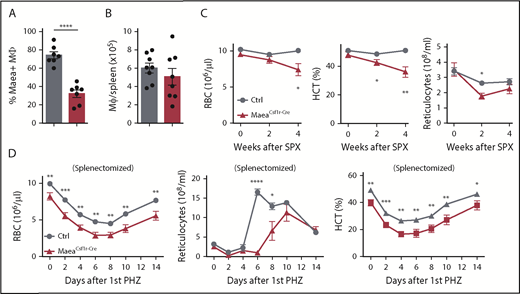 Figure 3. Maea deletion impairs BM erythropoiesis under steady state and stress conditions. (A) Deletion efficiency of Maea by Csf1r-Cre in spleen macrophages as determined by FACS (n = 7). (B) Quantification of spleen RPM numbers (n = 8). (C) RBC, hematocrit (HCT), and reticulocyte measurements of control and MaeaCsf1r-Cre mice over the course of 4 weeks after splenectomy (n = 9). (D) RBC, HCT, and reticulocyte assessment in splenectomized control and MaeaCsf1r-Cre mice after PHZ-induced hemolytic anemia (n = 9 per group, pooled from 2 independent experiments). Data are shown as mean plus or minus SEM. *P < .05, **P < .01, ***P < .001, ****P < .0001 by unpaired Student t test. SPX, splenectomy.