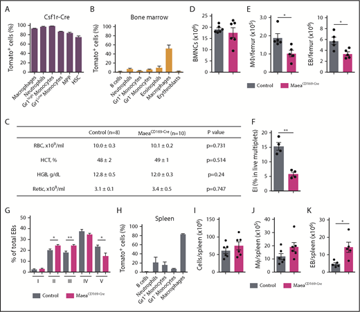 Figure 4. Deletion of Maea expressed by macrophages impairs BM EI niche. (A) Expression pattern and recombination efficiency of Csf1r-Cre in BM cells of R26TdTomato reporter mice (n = 3). (B) Expression pattern and recombination efficiency of CD169-Cre in BM cells of R26TdTomato reporter mice (n = 3). (C) RBC, hematocrit (HCT), hemoglobin (HGB), and reticulocyte (Retic) assessment of steady state control and MaeaCD169-Cre mice. (D) Total BM cellularity of control and MaeaCD169-Cre mice (n = 6). (E) Quantification of BM macrophages and EBs in MaeaCD169-Cre mice and littermate controls (n = 6). (F) Quantification of in vivo EIs (EI) in MaeaCD169-Cre and control BM (n = 4). (G) Quantification of EBs at various stages of maturation from control and MaeaCD169-Cre BM (n = 6). (H) Expression pattern and recombination efficiency of CD169-Cre in splenocytes of R26TdTomato reporter mice (n = 3). (I-K) Quantifications of total cellularity (I), macrophage (J), and EB (K) numbers in control and MaeaCD169-Cre spleens (n = 6). Data are shown as mean plus or minus SEM. *P < .05, **P < .01 by unpaired Student t test. HSC, hematopoietic stem cell; MPP, multipotent progenitors.