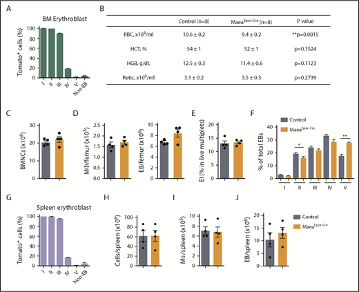 Figure 5. Maea expression by EBs is dispensable for BM EI niche. (A) Expression pattern and recombination efficiency of Epor-Cre in BM of R26TdTomato reporter mice (n = 3). (B) RBC, hematocrit (HCT), hemoglobin (HGB), and reticulocyte assessment of steady state control and MaeaEpor-Cre mice. (C) Total BM cellularity of control and MaeaEpor-Cre mice (n = 4). (D) Macrophage and EB numbers in control and MaeaEpor-Cre BM (n = 4). (E) Quantification of in vivo EI formation in MaeaEpor-Cre and control BM (n = 4). (F) Quantification of EBs at various stages of maturation from control and MaeaEpor-Cre BM (n = 4). (G) Expression pattern and recombination efficiency of Epor-Cre in spleen EBs and total splenocytes from R26TdTomato reporter mice (n = 3). (H-J) Quantifications of spleen total cellularity (H), spleen macrophage (I), and EB (J) numbers in control and MaeaEpor-Cre mice (n = 4). Data are shown as mean plus or minus SEM. *P < .05, **P < .01 by unpaired Student t test.