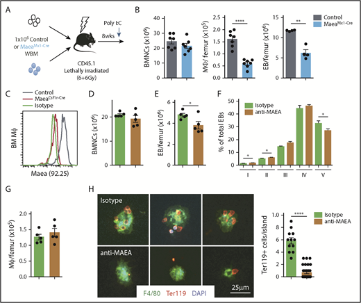 Figure 6. Maea maintains the postnatal EI. (A) Experimental design to determine the requirement of Maea during adult erythropoiesis using MaeaMx1-Cre mice. (B) Quantification of total BMNCs, macrophages, and EBs in Maeafl/fl and MaeaMx1-Cre mice 3 weeks after the first Poly I:C injection (n = 7; data pooled from 2 independent experiments). (C) Validation of the specificity of mAb produced by hybridoma clone 92.25 by FACS staining of BM macrophages from wild-type control and MaeaCsf1r-Cre mice. (D-G) Quantification of total BM cellularity (D), BM EB numbers (E), EB maturation profile (F), and BM macrophage numbers (G) in isotype or anti-MAEA mAb-treated mice (n = 5). (H) Representative immunofluorescence images and quantification of erythroid cells per EI reconstituted in the presence of 10 μg/mL isotype or anti-MAEA mAb. Data are shown as mean plus or minus SEM. *P < .05, **P < .01, ****P < .0001 by unpaired Student t test. WBM, whole bone marrow.