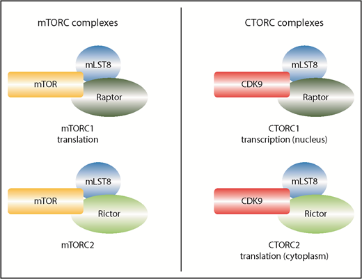 Comparison of mTOR and CDK9 complexes. mTOR is largely cytoplasmic, whereas CDK9 is found in both compartments. To reduce complexity, only the most salient cofactors are shown. mLST8 and RAPTOR interact with mTOR to form mTORC1 and separately with CDK9 to form CTORC1. Although the composition is very similar, the functions of these 2 complexes are distinct, with mTORC1 acting in translation in the cytoplasm and CTORC1 acting in transcription in the nucleus. mLST8 and RICTOR interact with mTOR to form mTORC2 and with CDK9 to form CTORC2. Again, these complexes have different functions, with CTORC2 modifying the overall ribosome profile, whereas mTORC2 is not considered to act in translation.