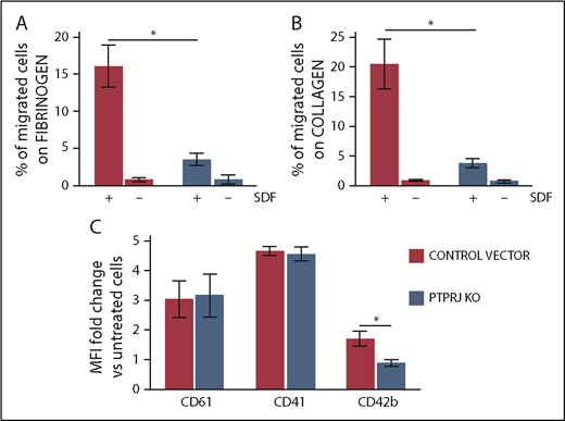 Figure 7. PTPRJ knockdown results in inhibition of SDF1-driven migration of the megakaryocytic Dami cell line, as well as in reduced thrombopoietin and phorbol-induced maturation of Dami cells. Using lentiviral transduction of a pool of shRNA, we generated Dami cells expressing <10% PTPRJ protein (PTPRJ KO) compared with cells transduced with the negative control vector. (A-B) SDF1-driven migration of Dami cells was investigated using a Transwell assay. Transwell systems having a polycarbonate membrane with an 8-µm pore size were coated with fibrinogen (A) or type I collagen (B). Aliquots of 1 × 105 cells were seeded in the upper chamber of the Transwell system, whereas medium with 300 ng/mL SDF1 (+) or without SDF1 (–) (negative control conditions) was added to the lower chamber. After incubation for 16 hours at 37°C and 5% CO2, the percentage of cells that migrated to the lower chamber with respect to the number of cells put in the upper chamber at the beginning of the experiment was calculated. Each experiment was performed in duplicate, and data represent the mean of 3 separate experiments. *P < .01, 2-tailed Student t test. (C) Dami cells knocked down for PTPRJ (PTPRJ KO) or transduced with a scramble shRNA were treated for 48 hours with thrombopoietin and phorbol 12-myristate 13-acetate to induce maturation toward the megakaryocytic lineage. Maturation was then quantified as the increase in surface expression of the megakaryocyte-specific markers CD61, CD41, and CD42b with respect to untreated cells (ie, cells incubated in parallel with medium alone). Surface expression of each antigen was evaluated by flow cytometry as the mean fluorescence intensity (MFI). PTPRJ-KO Dami cells exhibited a similar increase in CD61 and CD41 expression compared with control cells but a defective increase in the late megakaryocyte maturation marker CD42b. Data represent the mean ± SD of 3 independent experiments. *P < .05, 2-tailed Student t test.