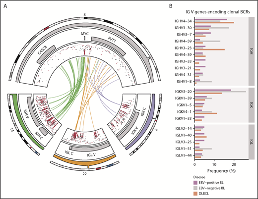 Figure 1. Rearrangements of the immunoglobulin loci in BL. (A) Translocations (shown in center) between the MYC locus (chromosome 8) and the IGH (chromosome 14), IGK (chromosome 2), or IGL (chromosome 22) loci in tumors with WGS data (N = 106). The inner track displays the rainfall plot for simple somatic mutations in these regions. Mutations that overlap AICDA recognition sites (RGYW) are shown in red. (B) Percentage of EBV-positive and EBV-negative BL (N = 117) and DLBCL (N = 323) tumors with RNA-seq data that use the given immunoglobulin V genes to encode their most clonal BCRs (ie, with the highest clonal fraction). V genes that are clonal in fewer than 4 BL tumors are not displayed. Within each group, V genes are ordered from top to bottom on the basis of decreasing overall frequency in the BL cohort.