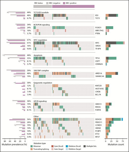 Figure 4. Landscape of nonsynonymous mutations in BL-associated genes. Mutation status of BL-associated genes (BLGs) in the discovery and validation cohorts. EBV-positive (N = 94) and EBV-negative (N = 41) tumors are shown separately and reordered for each pathway to highlight any mutual exclusivity. Mutations are colored according to their predicted consequence on the protein (ie, mutation type) and are tabulated in the right-hand bar plots. Focal gains and deletions were defined as those smaller than 1 Mbp. Mutation prevalence in EBV-positive (N = 94) and EBV-negative (N = 26) BLGSP discovery and validation cases were the ones subject to statistical analysis and are shown in left-hand bar plot. ICGC cases were excluded to avoid the possible confounding effect of lower sequencing coverage. Significance brackets: *Q < 0.1 (Fisher’s exact test).