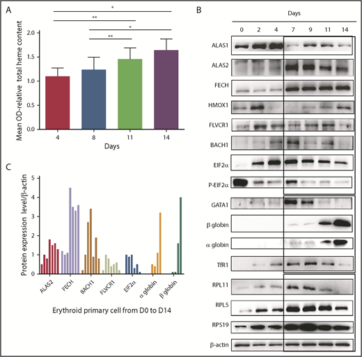 Figure 1. Heme metabolism pathway analysis during normal human erythroid differentiation. (A) Measurement of total heme content from day 4 to day 14. Quantification based, after iron removal, on the protoporphyrin quantification by direct molecule fluorescence. Mean OD relative to that obtained at day 4 (mean OD = 1). The data are mean ± standard deviation of 3 independent experiments. (B) Expression levels of the major proteins involved in heme synthesis (ALAS1, ALAS2, FECH), excess free heme removal (FLVCR1, BACH1, HMOX1), globin transcription (GATA1), globin translation (HRI, EIF2α, α and β globins, some RP involved as well in DBA, RPS19, RPL5, RPL11), and iron uptake (TfR1). Immunoblots of 50 000 human normal primary erythroid cells during the normal erythroid culture time course from day 0 to day 14 (0, 2, 4, 7, 9, 11, and 14) obtained from healthy CD34+ cord blood. Proteins were compared with β-actin expression. (C) Protein expression of ALAS2, FECH, BACH1, FLVCR1, EIF2α, and α and β globins relative to β-actin at days 0, 2, 4, 7, 9, 11, and 14 of normal erythroid differentiation. *P < .05, **P < .010.