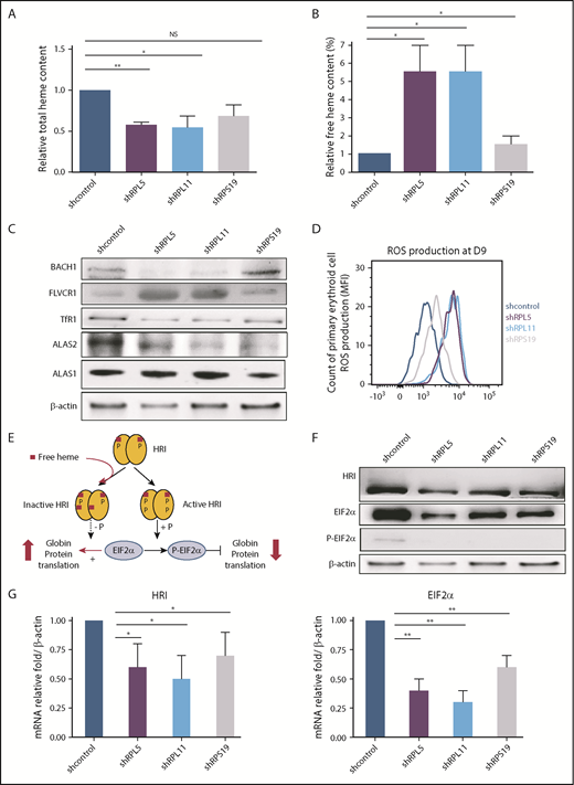 Figure 2. Excess free heme in the shRNA model reproducing DBA (human primary erythroid cells depleted in RPS19, RPL5, or RPL11). (A) Quantification of the total heme in depleted RPS19, RPL5, or RPL11 erythroid cells after CD34+ cord blood infection with specific shRNAs at day 9 of primary human erythroid cell culture. The data are mean ± standard deviation of 3 independent experiments, relative to total heme content of shcontrol (value = 1). (B) Excess free heme in depleted RPS19, RPL5, or RPL11 erythroid cells after CD34+ cord blood infection with specific shRNAs. Pellets of 100 000 RP-depleted erythroid cells were analyzed, and OD scans were measured from 200 to 800 nm with a spectrophotometer. The day-9 measurement is shown. Free heme was calculated as the ratio between 380 nm ± 2 nm (heme band) and 560 nm ± 2 nm (hemoglobin band) (supplemental Figure 2A). The data are mean ± standard deviation of 3 independent experiments, relative to free heme content of shcontrol (value = 1). (C) Major excess free heme after depletion of RPL5 or RPL11 compared with RPS19 lentivirus–depleted erythroid cells. Immunoblots of 100 000 RPL5 or RPL11 depleted erythroid cells revealed a significant decrease in ALAS2 expression levels, whereas ALAS1 was normal, reinforcing the decreased total heme content and the specificity of the defect in erythroid cells. The iron uptake based on TfR1 expression level was decreased significantly under all conditions. Immunoblots also revealed indirect signs of the large amount of excess free heme in depleted RPL5 and RPL11 erythroid cells on the decreased BACH1 and a large increase in FLVCR1 expression levels. Proteins BACH1, FLVCR1, TfR1, ALAS2, and ALAS1 were compared with the β-actin expression level. A western blot representative of 3 experiments at day 9 of the primary erythroid cell culture is shown (statistics are shown in supplemental Figure 3B). (D) Quantification of ROS production in RPS19-, RPL5-, or RPL11-depleted erythroid cells at day 9 of erythroid culture. We show the second method used for ROS production based on flow cytometry with a CellROX Deep Red Reagent kit (Invitrogen). RPL5- and RPL11-depleted erythroid cells at day 9 produced a higher ROS compared with the control, whereas RPS19 ones exhibited a slight increase in ROS production. Data are representative of 3 experiments. (E) Brief reminder of the HRI/EIF2α pathway (adapted from Chen17). (F) HRI/EIF2α protein pathway analysis in DBA erythroid cells after CD34+ cord blood infection with specific shRNA-RPS19, -RPL5, -RPL11. Immunoblots of 100 000 RPS19-, RPL5-, or RPL11-depleted primary erythroid cells compared with β-actin expression and shcontrol. A western blot representative of 3 experiments at day 9 of the primary erythroid cell culture is shown (statistics are shown in supplemental Figure 3B). (G) HRI (left panel) and EIF2α (right panel) mRNA expression in DBA erythroid cells after CD34+ cord blood infection with specific shRNA-RPS19, -RPL5, -RPL11. We observed a significant decrease in HRI and EIF2α mRNA compared with the reporter gene mRNAs at day 9 of terminal erythroid differentiation. The data are mean ± standard deviation of 3 independent experiments relative to mRNA expression level of shcontrol compared with β-actin (value = 1). *P < .05, **P < .01. NS, nonsignificant.