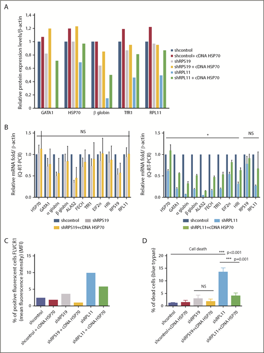 Figure 4. HSP70 overexpression rescued GATA1 expression, decreased ROS production, limited free heme content, and rescued the heme/globin balance. (A) Relative protein expression of GATA1, HSP70, β-globin chain, TfR1, and RPL11 after depletion of RPS19 or RPL11 in primary erythroid cells and rescue with overexpression of wild-type HSP70 cDNA. Data at day 9 of terminal erythroid culture, obtained from immunoblots of 100 000 human erythroid primary cells derived from CD34+ cells from cord blood and depleted in RPS19 or RPL11 by specific shRNAs. Proteins are compared with β-actin. The data are relative to the protein expression levels in the shcontrol for each protein studied (value = 1). (B) Relative mRNA expression compared with β-actin and shcontrol gene expression (value = 1) after depletion of erythroid cells in RPS19 (left panel) or RPL11 (right panel) mRNA after cord blood CD34+ cell lentiviral infection by specific shRNAs and rescue with overexpression of wild-type HSP70 cDNA. The data are mean ± standard deviation of 3 independent experiments and correspond to the relative mRNA expression of each gene (HSP70, GATA1, α and β globin, ALAS2, FECH, TfR1, EIF2α, HRI, RPS19, and RPL11) compared with the reporter genes, such β-actin, and the shcontrol (value = 1). No significant effect of HSP70 overexpression has been noted in depleted RPS19 erythroid cells (left panel), whereas a significant increase in all mRNAs tested, with the exception of RPS19 and RPL11 mRNA, was found after HSP70 overexpression in depleted RPL11 erythroid cells (right panel). (C) HSP70 overexpression rescued the FLVCR1 increase in depleted RPS19 erythroid cells and, to a greater extent, in depleted RPL11 erythroid cells. (D) HSP70 overexpression significantly increased erythroid cell survival in depleted RPL11 erythroid cells. Cell mortality was assessed with 0.2% trypan blue. The data are mean ± standard deviation of 3 independent experiments. *P < .05, ***P ≤ .001.