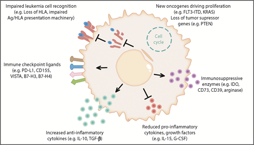 Figure 1. The different mechanisms of immune evasion post allo-HCT are shown in 6 major categories. (1) Impaired leukemia cell recognition via genomic loss/impaired expression of HLA or defects in the antigen (Ag)/HLA-presentation machinery.11,84 (2) Upregulation of immune-checkpoint molecules: a role for programmed death 1 (PD-1) is shown for Hodgkin lymphoma and the B7 family member/CTLA4 axis is shown in clinical trials; hypothetically, CD155, VISTA, B7-H3, B7-H4, and others could play a role in AML immune escape post allo-HCT.28,85 (3) Increased anti-inflammatory cytokine production was shown in leukemia cells, which could hypothetically play a role in relapse; examples are interleukin-10 (IL-10) and transforming growth factor β (TGF-β). (4) Reduced production of IL-15 was shown to lower anti-AML immune responses post allo-HCT.41 Hypothetically, suppression of other cytokines such as granulocyte colony-stimulating factor (G-CSF), which promotes Ag-presenting cell (APC) maturation, could play a role in AML immune escape post allo-HCT. (5) Production of the metabolic active molecules CD73, indoleamine 2,3-dioxygenase (IDO), and arginase by leukemia cells was shown and CD73 deletion or inhibition promoted graft-versus-leukemia (GVL) effects in the mouse model.51 These molecules could play a role in AML immune escape. (6) Acquisition of novel oncogenic mutations and loss of tumor-suppressor genes post allo-HCT have been described.7,52-54 Hypothetically, this increased proliferation could promote immune escape as leukemia cells outnumber T cells and NK cells. FLT3-ITD, FLT3–internal tandem duplication; PD-L1, programmed death ligand 1.