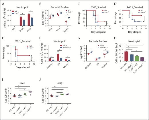 Figure 2. CXCL1 controls neutrophil recruitment, bacterial clearance, and survival in pneumococcal lung infection. WT and Cxcl1−/− mice were infected intratracheally with S pneumoniae 6303 (5 × 104 CFU; A-C), A66.1 (2 × 105 CFU; D), WU2 (5 × 107 CFU; E) strains or PBS (control). (A) Total number of neutrophils in BALF. (B) The bacterial burden in the BALF and spleen was quantitated at 48 hours postinfection. (C-E) Survival was monitored up to 8 days. A Kaplan-Meier plot is used to show survival of mice from each group. (F-G) C57BL/6J, A/J, and BALB/cJ mice were treated with anti-CXCL1/KC mAb or IgG i.p. at 24 and 2 hours before infection and infected intratracheally with S pneumoniae 6303 (5 × 104 CFU). (F) Neutrophil counts in BALF were measured through the diff-quick method. (G) The bacterial burden in the lungs was quantitated. (H-J) Bone marrow reconstituted mice were infected intratracheally with S pneumoniae 6303 (5 × 104 CFU). Neutrophil count in BALF (H) and bacterial burden in BALF (I) and lungs (J) were quantitated at 48 hours postinfection (n = 5-6 mice/infection group; n = 10 mice/survival; n = 3 mice/control group). All experiments were performed 3 times, with the exception of the survival and chimera studies, which were performed twice. Statistical significance was determined by unpaired t-test (A,F), Mann-Whitney (B,G), log-rank (C-E), and 1-way ANOVA (followed by Bonferroni’s post hoc comparisons; H-J). *P < .05; **P < .01.