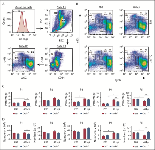Figure 3. Pneumococcal pneumonia-derived sepsis-induced emergency granulopoiesis requires CXCL1. WT and Cxcl1−/− mice were infected intratracheally with S pneumoniae 6303 strain (5 × 104 CFU). (A) Flow cytometric analysis of granulopoiesis. First, bone marrow cells that had lost the potential to give rise to granulocytes were removed from the target population. The remaining cells (R5) were then analyzed for expression of c-Kit and Ly-6G. Populations R2 and R4 represent eosinophilic and megakaryocyte-erythroid progenitors, respectively. FACS dot plot (B), percentage (C), and number (per femur/tibia) (D) of subpopulations #1 to #5 within the granulopoietic compartment at 48 hours postinfection (n = 5-6 mice/infection group; n = 3 mice/control group). All experiments were performed 3 times. Statistical significance was determined by unpaired Student t test (C-D). *P < .05; **P < .01.