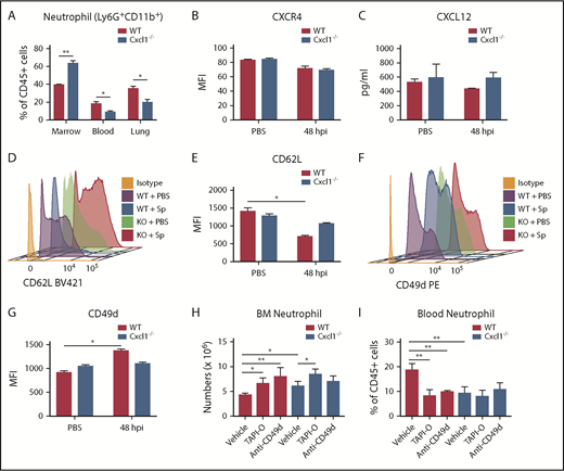 Figure 5. CXCL1 regulates CD62L- and CD49d-dependent neutrophil mobilization in pneumococcal pneumonia-derived sepsis. (A-G) WT and Cxcl1−/− mice were infected intratracheally with S pneumoniae 6303 (5 × 104 CFU). Mice were euthanized at 48 hours postinfection. (A) Neutrophil (CD11b+Ly6G+) counts in bone marrow, blood, and lungs were measured. (B) Mean fluorescence intensity of CXCR4 on bone marrow neutrophil was measured. (C) Level of CXCL12 in bone marrow lysates. (D-E) Representative histograms and mean fluorescence intensities of the CD62L in neutrophils. (F-G) Representative histograms and mean fluorescence intensities of the CD49d in neutrophils. (H-I) WT and Cxcl1−/− mice were infected intratracheally with S pneumoniae 6303 (5 × 104 CFU). Mice were treated with L-selectin sheddase inhibitor (TAPI-O or KD-IX-73-4) or mAb against CD49d or vehicle control (dimethyl sulfoxide or IgG) i.p. at 0 and 24 hours postinfection and then euthanized at 48 hours postinfection. The total number of BM neutrophils (CD11b+Ly6G+) per femur/tibia (H) and the percentage of blood neutrophil (CD11b+Ly6G+) (I) were measured. (n = 5-6 mice/infection group; n = 3 mice/control group). All experiments were performed 3 times. Statistical significance was determined by unpaired Student t test (A-G) and 1-way ANOVA (followed by Bonferroni’s post hoc comparisons; H-I). *P < .05; **P < .01; ***P <.001.